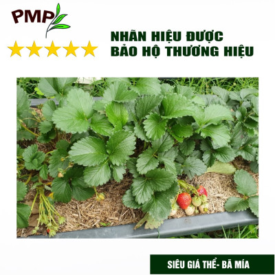 Combo Phân Hữu Cơ Cao Cấp Super Probio & Giá Thể Bã Mía Cho Hoa Hồng, Rau Sạch, Cây Cảnh