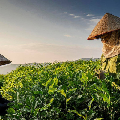 Trà xanh tân cương 500 gram - Trà đinh tiến quan Tân Cương Xanh