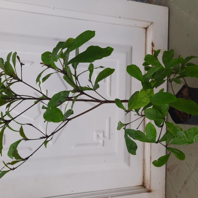 Cây thần kỳ chiều cao 30-40cm