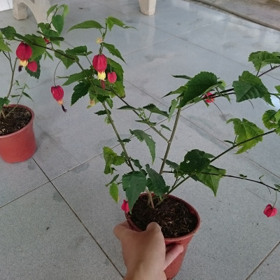 Cây Lồng Đèn - cây cảnh vườn + tặng phân bón cho cây