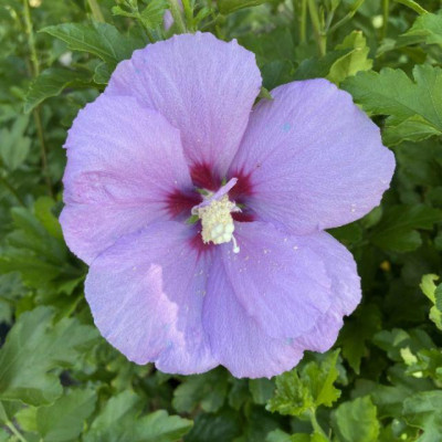 Hoa dâm bụt tím (giống mới) - cây cảnh để bàn