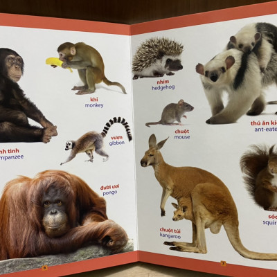 Combo 02 cuốn từ điển bằng hình song ngữ: Loài vật quanh em; hoa quả rau củ