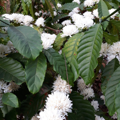 Mật ong Golden honey hỗ trợ tăng sức đề kháng, giảm ho, viên họng, dưỡng ẩm da và môi cang bóng mịn màng, dùng nấu ăn - QuaTangMe Extaste