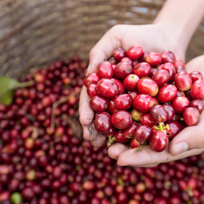 Cà Phê Rang Xay Nguyên Chất 100% Hemera Coffee 1 (250g)