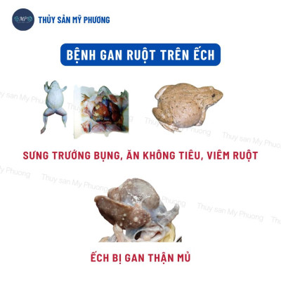 Ks mù lồi mắt vẹo đầu cổ gan thận mủ đốm đỏ Sultrim 24kl phù đầu sưng vòi xuất huyết sình bụng cho cá lươn ếch ốc baba