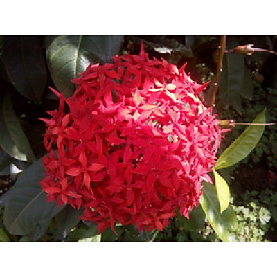 Cây bông trang (mẫu đơn), bông to  màu đỏ