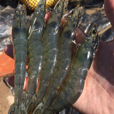 Dung dịch Nano Bạc - Nano Silver Xử lý nấm, vi khuẩn, tảo có hại, làm trong nước bể cá, ao nuôi, khử mùi hôi tanh cho tôm, cá, thủy sản 1000ml