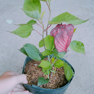 Cây Hoa Dâm Bụt Đại Lợi - cây cảnh đẹp + tặng phân bón cho cây mau lớn