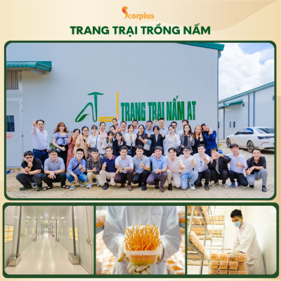 [LOẠI THƯỢNG HẠNG] Nước chiết xuất trùng thảo fucoidan không đường SCORIUS 70ml bồi bổ sức khỏe
