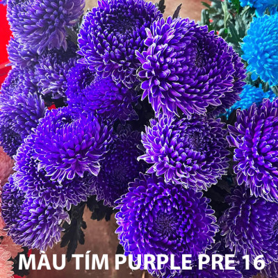 Thuốc Nhuộm Hoa Cúc Mẫu Đơn chuyên nghiệp đậm đặc hơn 50% sơ nước nhuộm hoa cúc lưới thông thường (Chai 1L màu nước hoàn chỉnh) nhuộm đổi màu trên 200 cành hoa cúc nhập khẩu Công Nghệ Israel