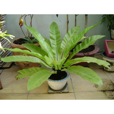 Cây Tổ Phụng - Cây cảnh để bàn + Tặng phân bón cho cây