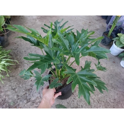 Cây trầu bà cánh phượng - cây cảnh để trong nhà + tặng phân bón cho cây