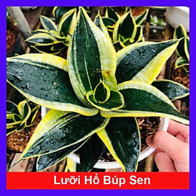 Cây Lưỡi Hổ Búp Sen - Cây cảnh mini để bàn + Tặng phân bón cho cây mau lớn