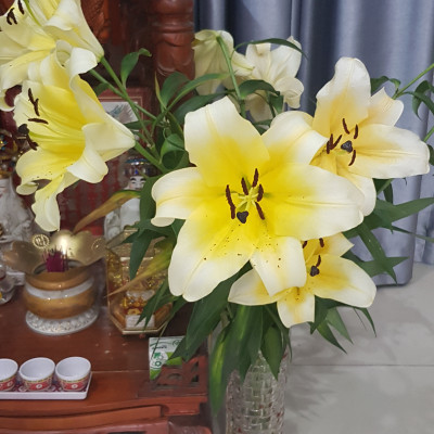  (COMBO 30 GÓI) GÓI DƯỠNG HOA TƯƠI LONGLIFE CỦA ISRAEL GIỮ HOA TƯƠI LÂU GẤP 2 LẦN VÀ 14 NGÀY KHÔNG THAY NƯỚC MỚI