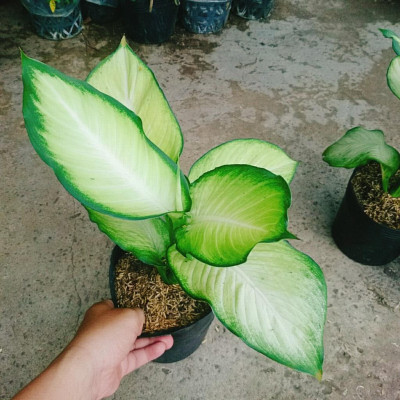 Cây Thiên Hoàng - cây cảnh để bàn + tặng phân bón cho cây