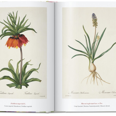Artbook - Sách Tiếng Anh - Book Of Flowers