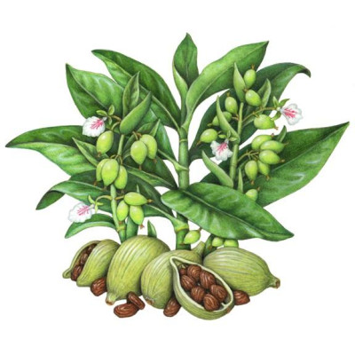 Thảo Quả Xanh Ông Chà Và 20g (Green Cardamom)