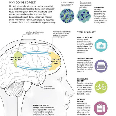 The Brain Fitness Book: Activities And Puzzles To Keep Your Mind Active And Healthy