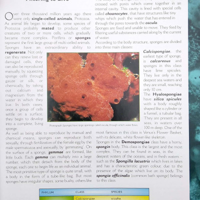 The Big book of Animals