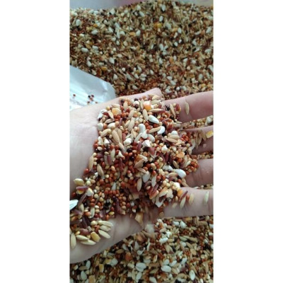 NGŨ CỐC ĐẶC BIỆT DÀNH CHO CU GÁY (HẠT HỖN HỢP)