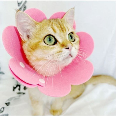 Loa chống liếm hình bông hoa dành cho chó mèo