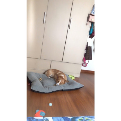 NỆM CHO CHÓ LỚN / ĐỆM NGỦ CHO CHÓ ALASKA