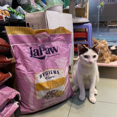 TÚI 10L - CÁT VỆ SINH - ĐẤT SÉT MIX THAN HOẠT TÍNH THƯƠNG HIỆU LAPAW CHO MÈO TÚI 10L - BAO BÌ MỚI