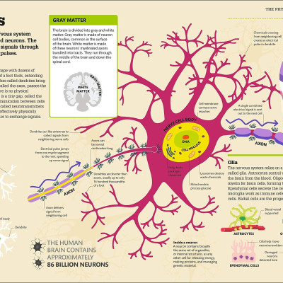 How The Brain Works: The Facts Visually Explained (How Things Work)
