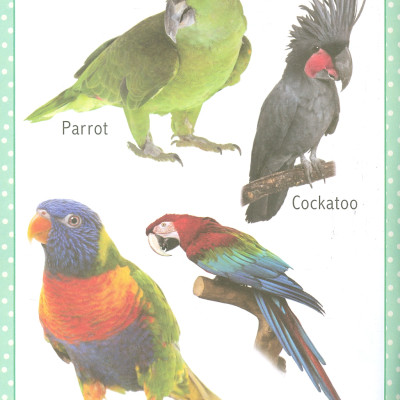 My First Early Learning - Birds Book (Bài học đầu tiên của tôi - Sách về các loài chim)