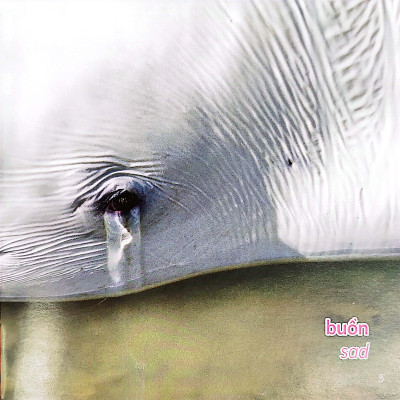 Gõ Cửa Thiên Nhiên Những Gương Mặt Xinh/Cảm Xúc_Faces