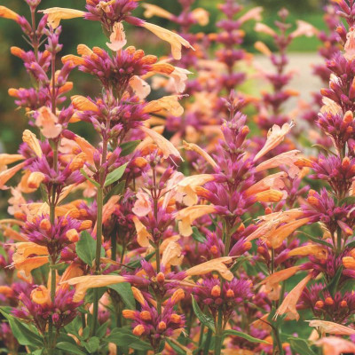 Best Perennials for Sun and Shade (Home Grown Gardening)