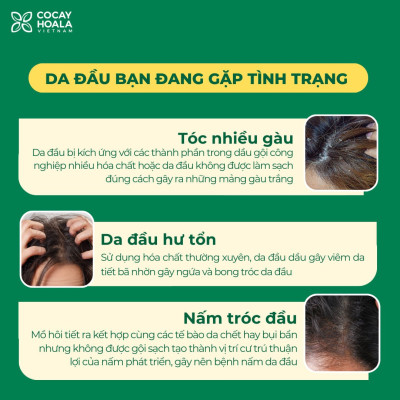 Bộ dầu gội thảo dược gừng dừa Cocayhoala hỗ trợ trị gàu, giảm nấm ngứa, dung tích 440g/chai- 95% thành phần từ gừng tươi hữu cơ còn nguyên xơ gừng, hỗ trợ trị rụng tóc, kích thích mọc tóc vượt trội