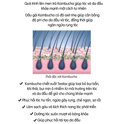 Dầu gội đầu cao cấp BRITISH M Kompucha Shamboo ngăn gãy rụng, hỗ trợ dễ mọc tóc, giảm hói dùng được cho nam nữ 750ml