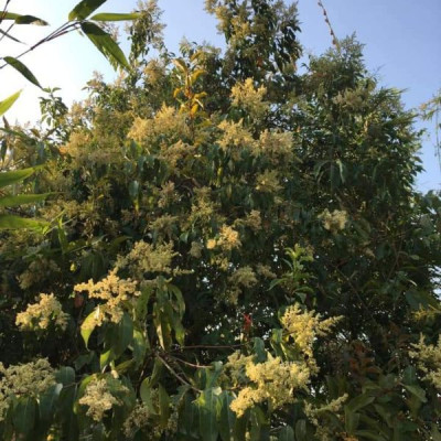 3 Chai Mật ong nguyên chất hoa rừng tây bắc Phúc Khang (720g)  - Hàng Chính Hãng - Mật ong sạch đạt chuẩn xuất khẩu 