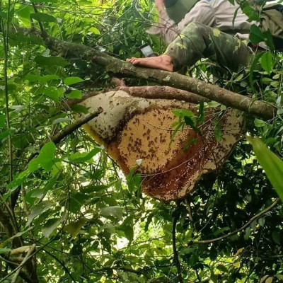 Mật ong rừng đặc sản Kon Tum nguyên chất (1lít))