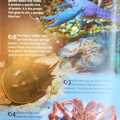 500 Fantastic Facts - Animals