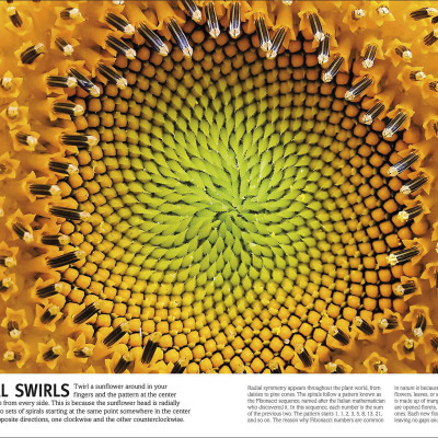 Trees, Leaves, Flowers And Seeds: A Visual Encyclopedia Of The Plant Kingdom