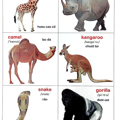 Bách Khoa Bằng Hình Đầu Tiên Cho Bé 2 - Chủ Đề Thế Giới Động Vật