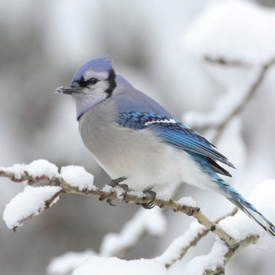 Bộ tranh xếp hình 315 mảnh – Chờ Xuân (30x44cm)