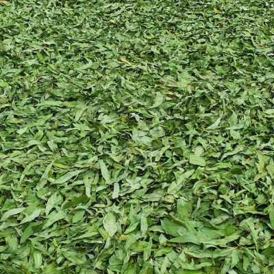 Hương nhang sạch Dương Minh nhang 20cm và 30cm 100% thành phần tự nhiên ít khói thơm dịu nhẹ không hóa chất