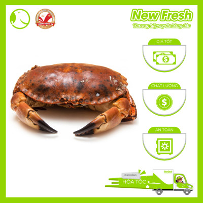 [GIAO NHANH HCM] Cua Nâu Nauy Siêu Gạch Đông Lạnh - 1 Con 500Gr