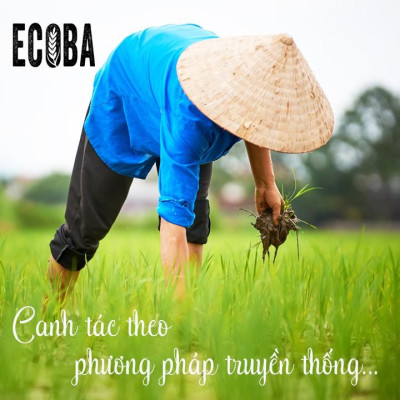 Gạo lứt trắng hữu cơ/ ECOBA Kim Mễ 1kg - Combo 3 hộp (tổng 3kg)