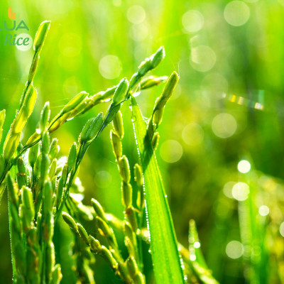 Gạo Hoa Lúa Xanh - Túi 2kg - Tơi xốp, mềm cơm, dẻo ít, thơm nhẹ