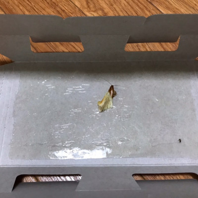 Miếng Keo Bẫy Gián Và Côn Trùng Có Mùi Hương Dễ Chịu - Set 2 Miếng