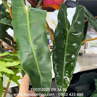 Xịt Bóng Lá hoa lan nhập khẩu Úc (chai lớn 840ml) hiệu Floral Leafshine giúp bóng lá, cứng cáp lá và ngăn xỉn màu lá