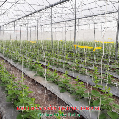 Bẫy Bọ Phấn Trắng gây hại dưa lưới đạt hiệu quả 90% và bẫy côn trùng khác bằng Cuộn Keo Dính Màu Vàng Israel (Combo 20 mét). Sticky Yellow Roll dùng trong ngành nông nghiệp sạch, hạn chế thuốc Bảo Vệ Thực Vật