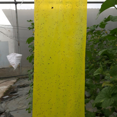 MIẾNG DÁN VÀNG BẪY CÔN TRÙNG NHẬP KHẨU ISRAEL DÙNG TRONG NÔNG NGHIỆP SẠCH NHƯ RAU THỦY CANH, RAU KHÍ CANH VÀ NÔNG NGHIỆP SẠCH (SET 20 ME2T DÀI). Kích thước ngang 0.18M x Dài 20M trải nghiệm