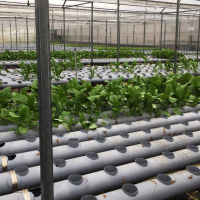 MIẾNG DÁN VÀNG BẪY CÔN TRÙNG NHẬP KHẨU ISRAEL DÙNG TRONG NÔNG NGHIỆP SẠCH NHƯ RAU THỦY CANH, RAU KHÍ CANH VÀ NÔNG NGHIỆP SẠCH (SET 20 ME2T DÀI). Kích thước ngang 0.18M x Dài 20M trải nghiệm