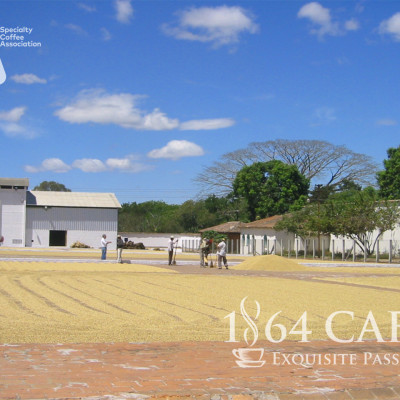 Cà Phê Hảo Hạng (Specialty Coffee) Tinh Khiết Không Tẩm Không Độn Thương Hiệu Quốc Tế 1864 CAFÉ EL BORBOLLÓN Nguyên Hạt Khối Lượng Tịnh 220g – 1864 CAFÉ