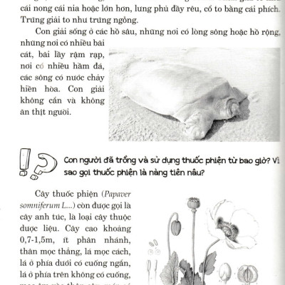 Hỏi Đáp Về Mọi Chuyện - Khoa Học Tự Nhiên, Khoa Học Xã Hội, Sức Khỏe - Đời Sống - HNB